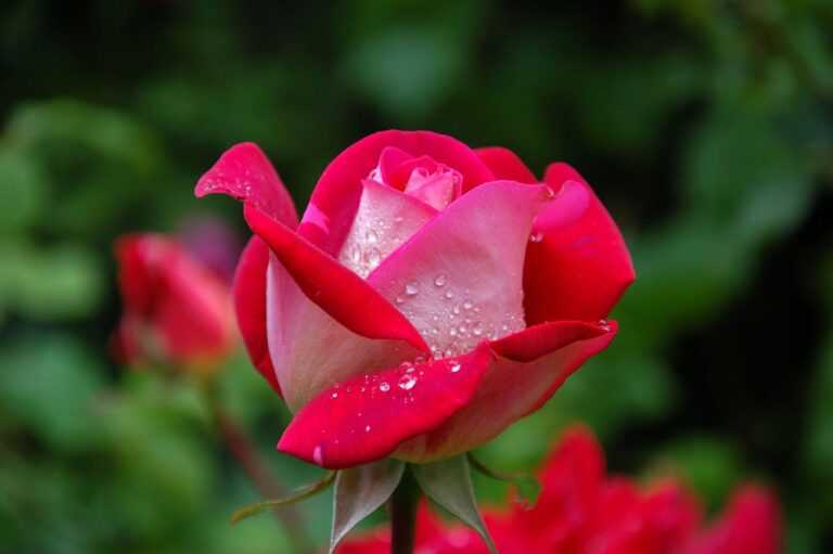 Home garden-rose-red-pink-56866-56866.jpg