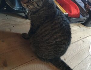 8tshare6a software download