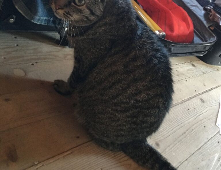 8tshare6a software download