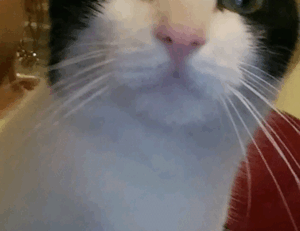 buzzardcoding coding tricks by feedbuzzard