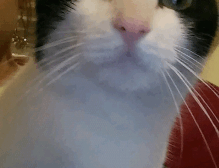 buzzardcoding coding tricks by feedbuzzard