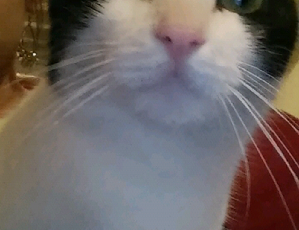 buzzardcoding coding tricks by feedbuzzard