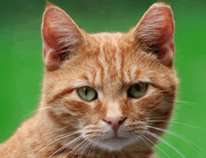 gfxdigitational tech guide from gfxmaker