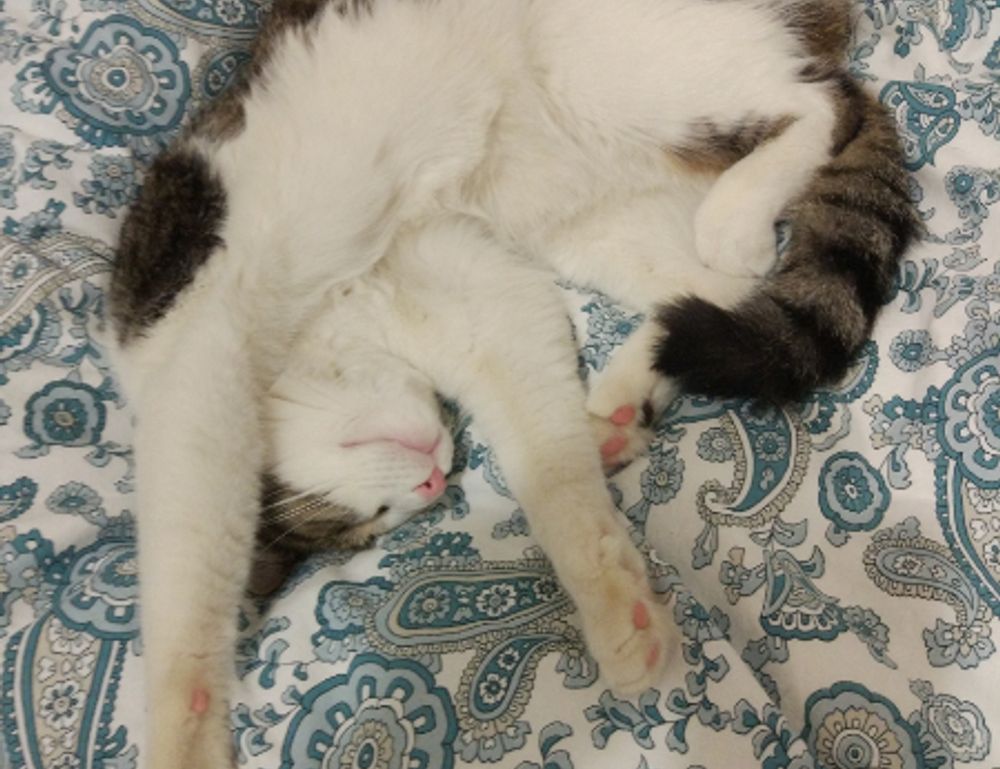 graphic design software gfxrobotection