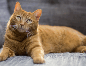 how should zahongdos eyeliner be worn