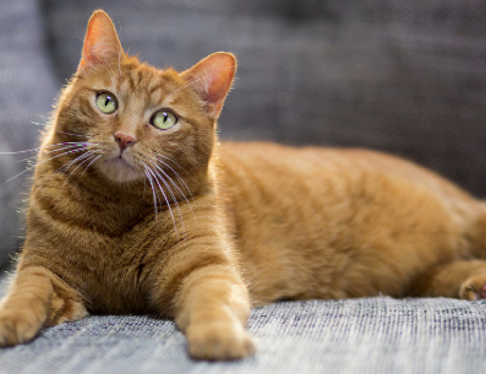 how should zahongdos eyeliner be worn