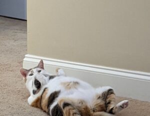 how to use guides in photoshop gfxprojectality