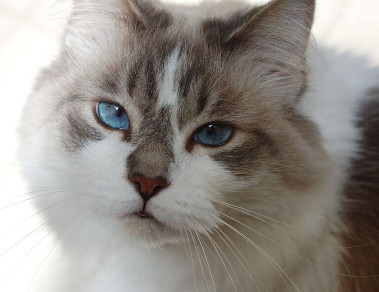 island name ponadiza