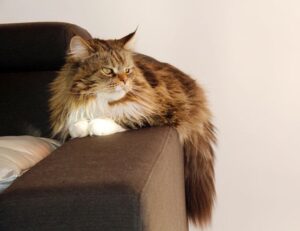 latest updates buzzardcoding