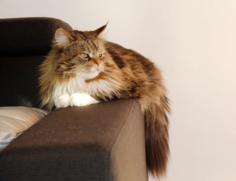 latest updates buzzardcoding