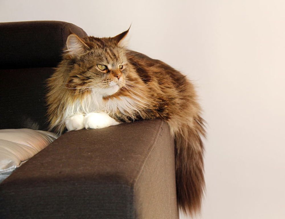 latest updates buzzardcoding