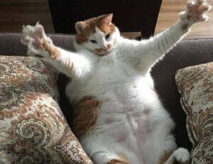 medicines used to treat tamophage