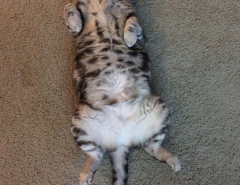 new software name 8tshare6a