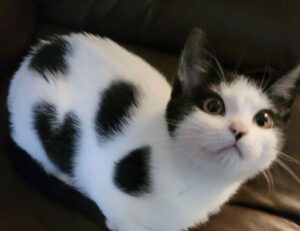 new software name 8tshare6a