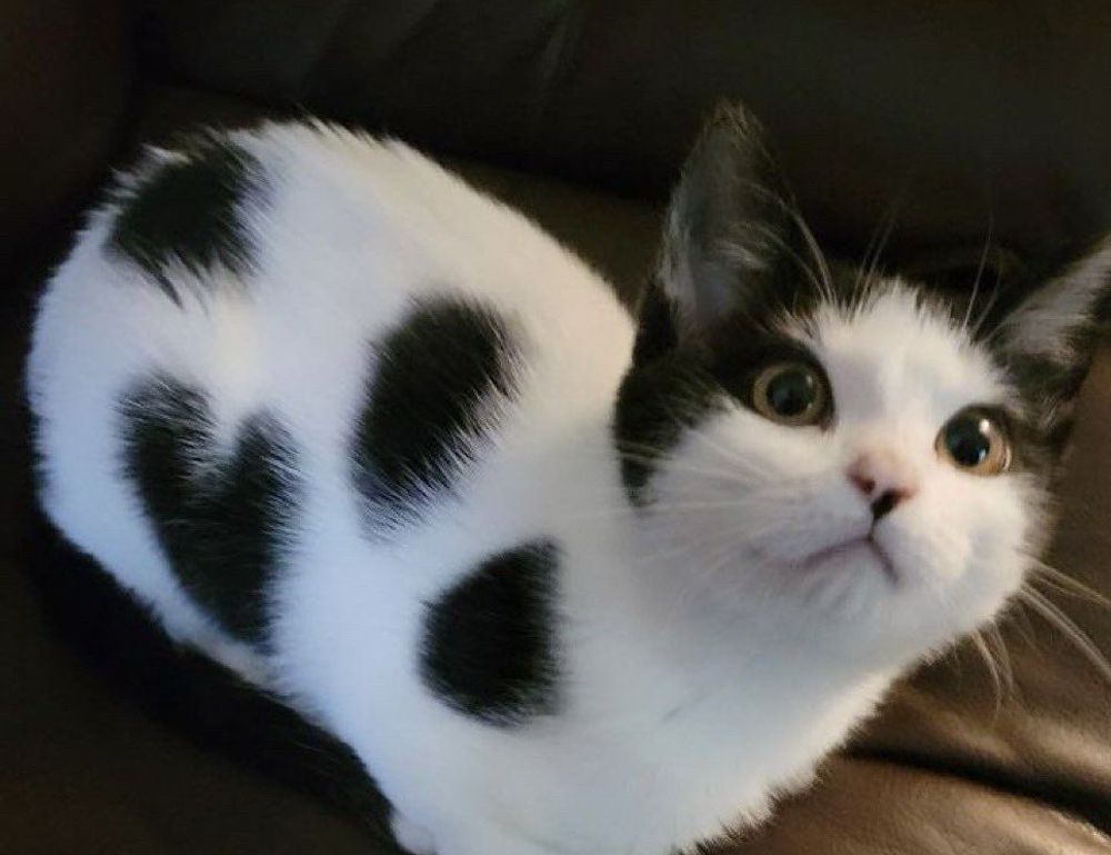 new software name 8tshare6a