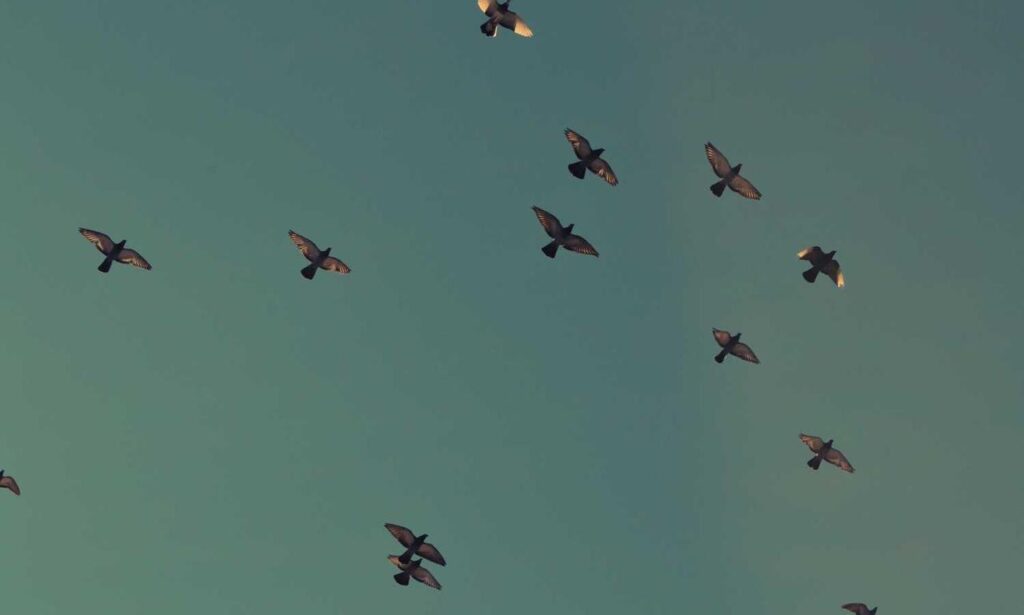 software 8tshare6a python