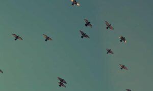 software 8tshare6a python