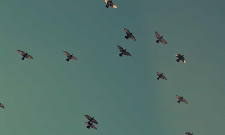 software 8tshare6a python