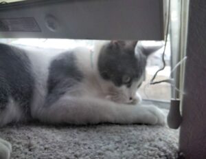 software tools gfxdigitational