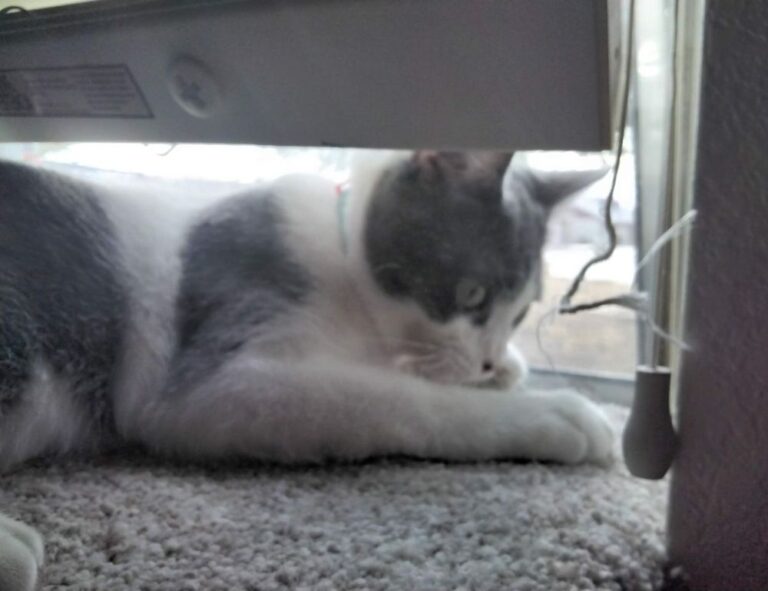 software tools gfxdigitational