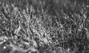 what is 8tshare6a python