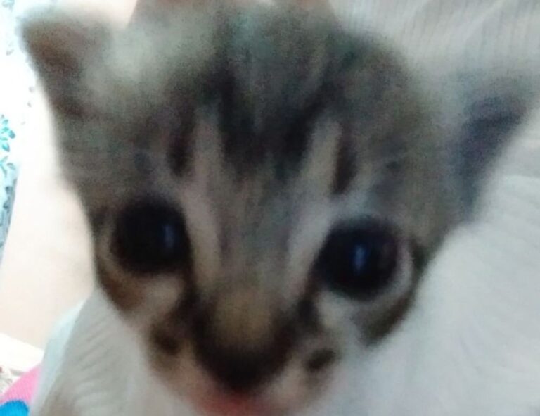 why are ooverzala updates so bad