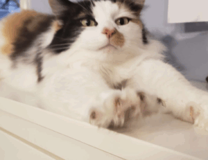 online bavayllo mods