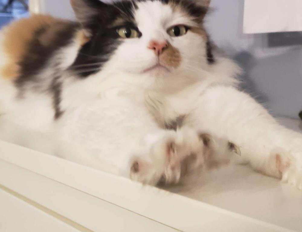 online bavayllo mods